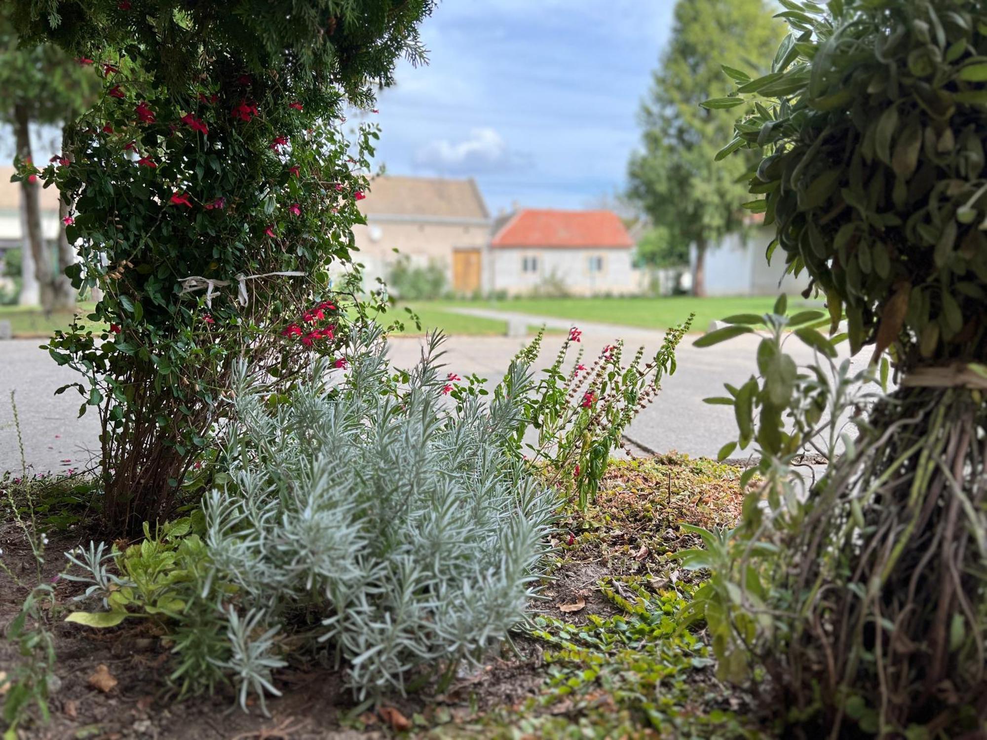 Bezdan Guesthouse Zewnętrze zdjęcie